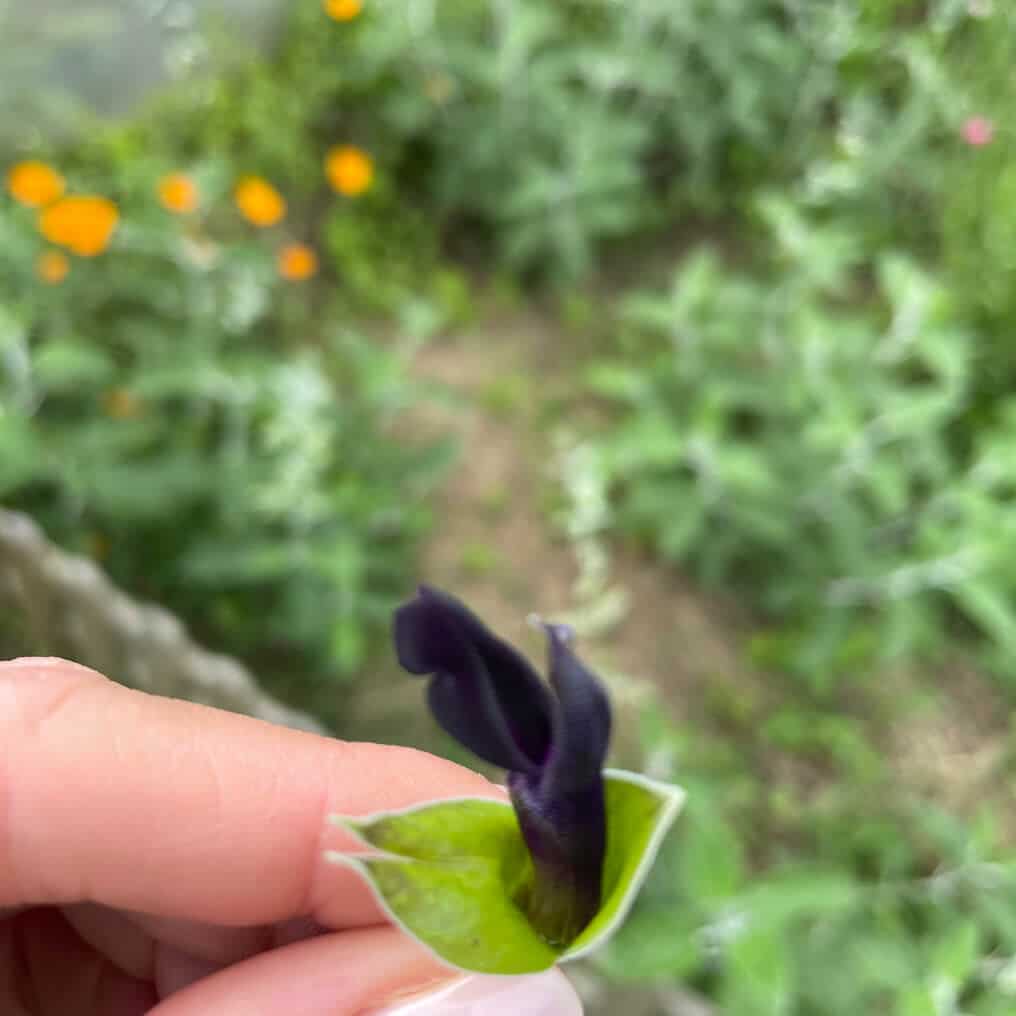 Éclat Alpin : Les fleurs comestibles bio