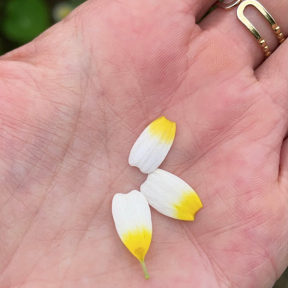 Éclat Alpin : Les fleurs comestibles bio