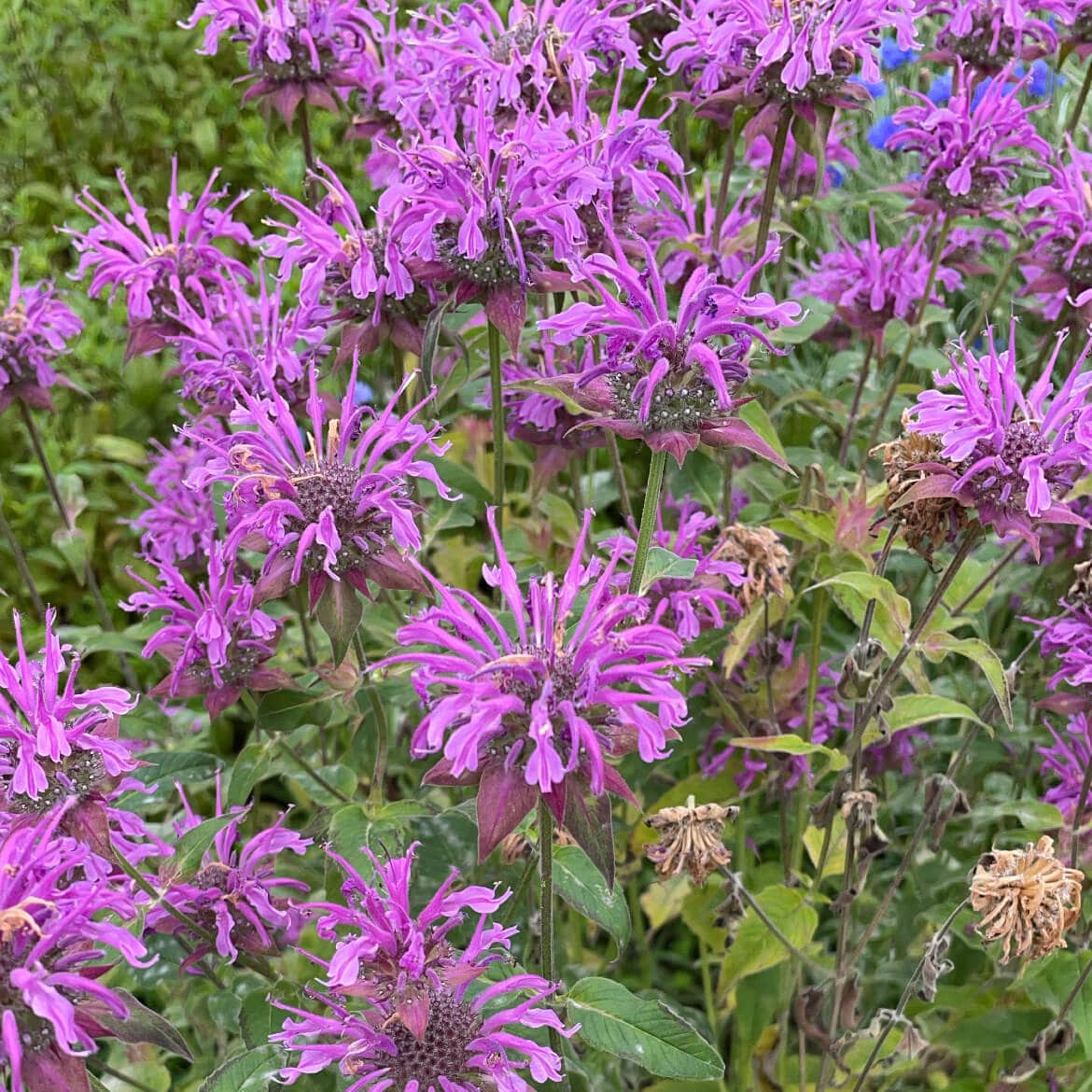 Éclat Alpin : Les fleurs comestibles bio