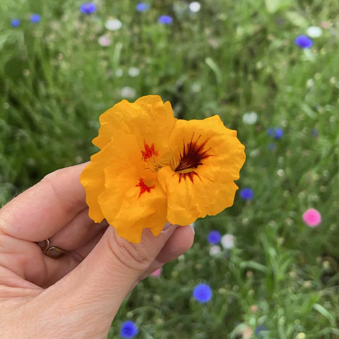 Éclat Alpin : Les fleurs comestibles bio