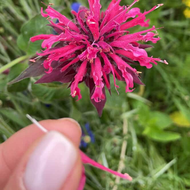 Éclat Alpin : Les fleurs comestibles bio