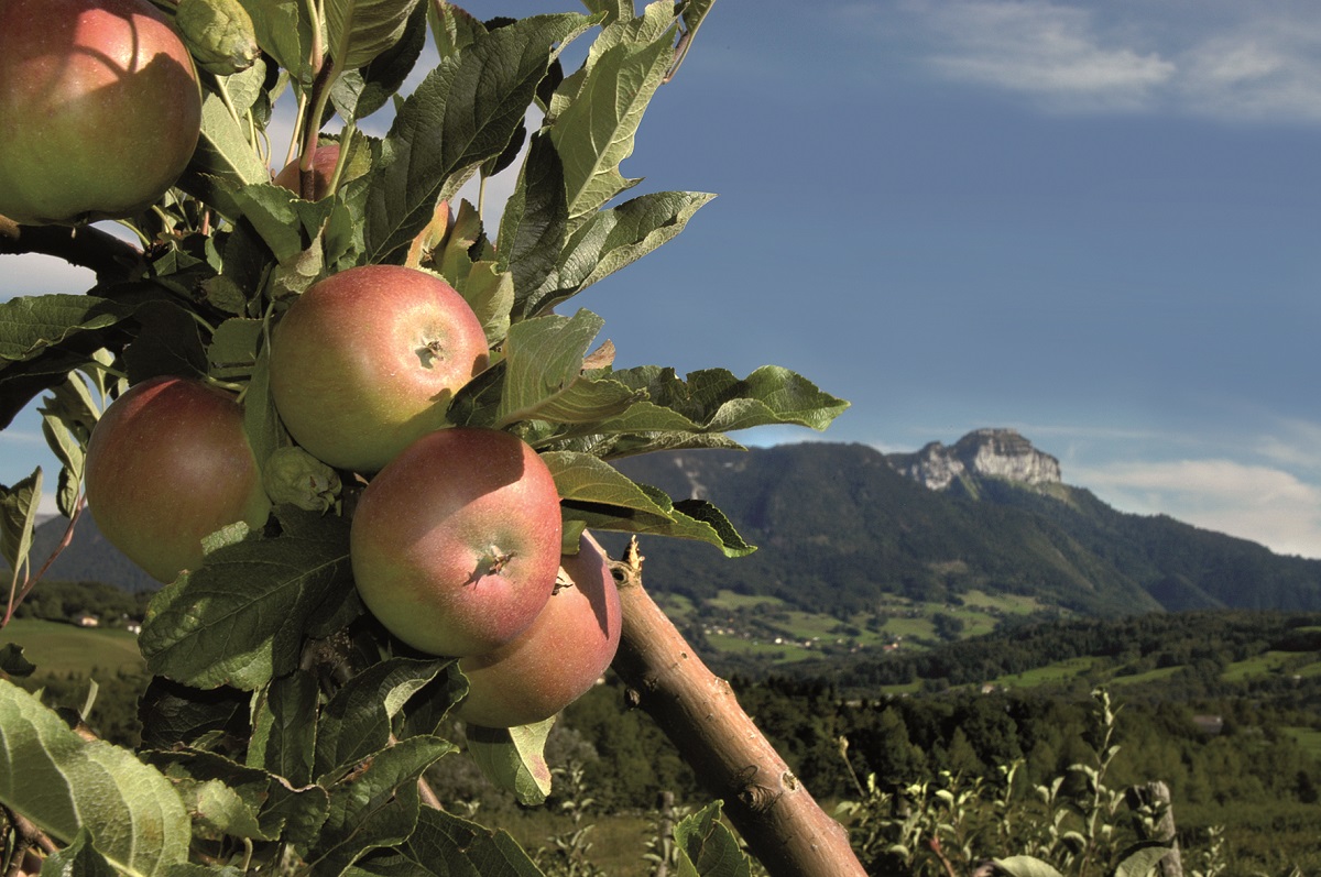 Éclat Alpin : Consommer local tout en privilégiant les produits bio